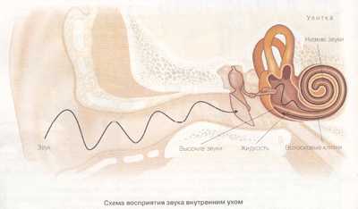 Рисунок уха биология