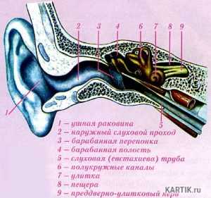 Строение человеческого уха в картинках