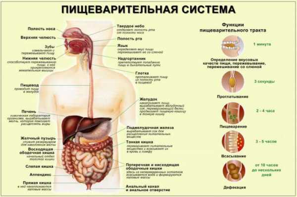 Схема Брюшной Полости Фото