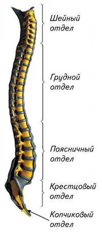 Скелет позвоночника человека фото с описанием позвонков