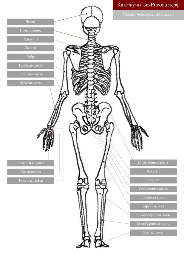 Фото скелета человека в полный рост с описанием костей и органов