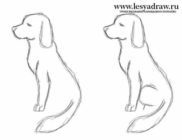 Как нарисовать собаку поэтапно карандашом красиво поэтапно