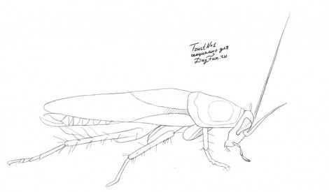 Как рисовать таракана