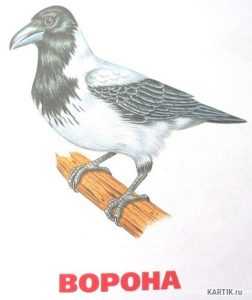 Ворона картинка для детей с надписью