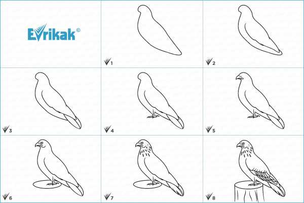 Как нарисовать ястреба карандашом поэтапно для детей