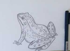 Нарисовать жабу карандашом ребенку
