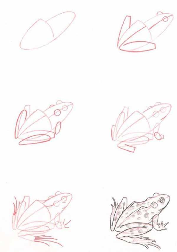 Нарисовать жабу карандашом ребенку