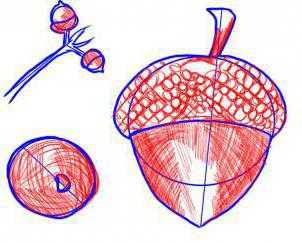 Желудь рисунок для детей карандашом