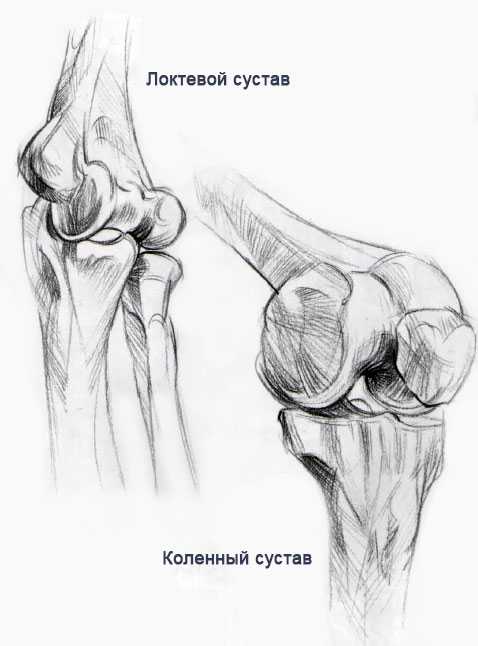 Женская анатомия по гинекологии в картинках